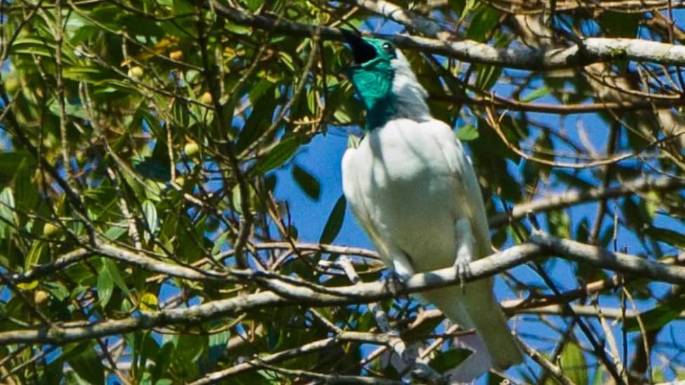 Two New Contenders Join the Race for World’s Loudest Bird