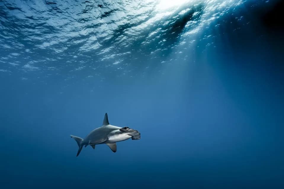 Invisible Pollution: Brazilian Scientists Find Antidepressant Traces in Shark Brains