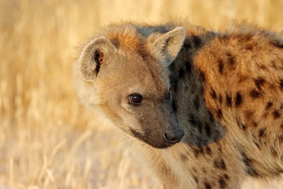 Four Years of GPS Data Show Hyenas Avoid Lions — Not Shadow Them