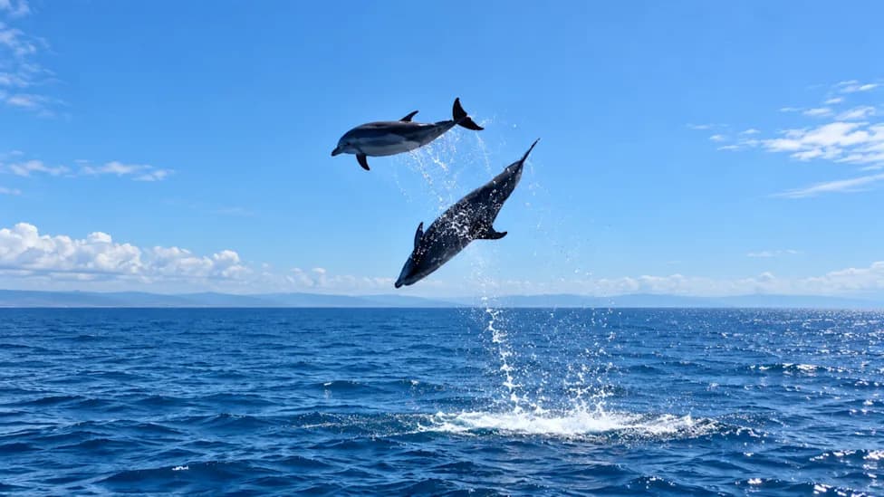 Dolphins Launch Up to 10 Feet Into the Air Off Orange County — Spectacular Whale-Watching Footage