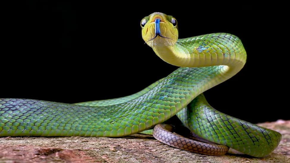 Ancient Snake Fossil Shows Early Snakes 'Experimented' With Burrowing, Terrestrial and Marine Lifestyles