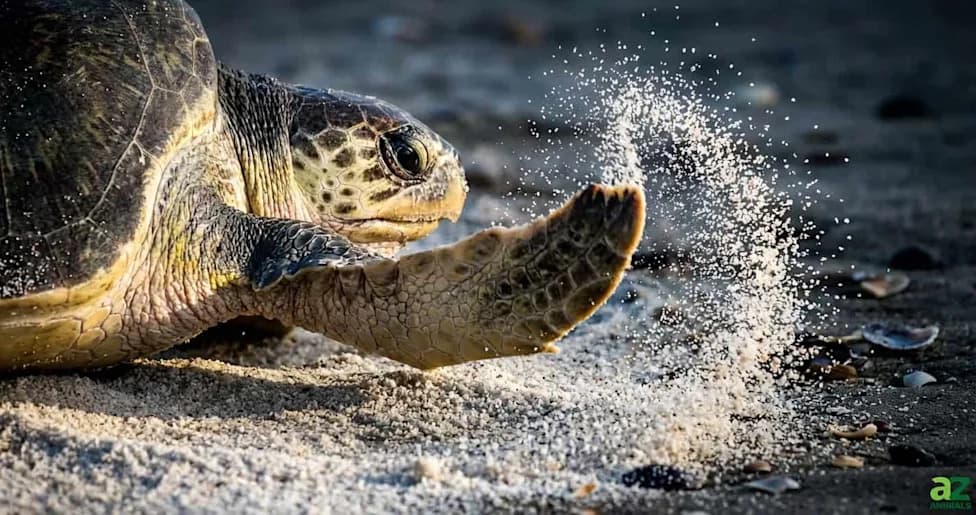 Historic First: Olive Ridley Sea Turtles Nest on California Beaches as Storms Approach