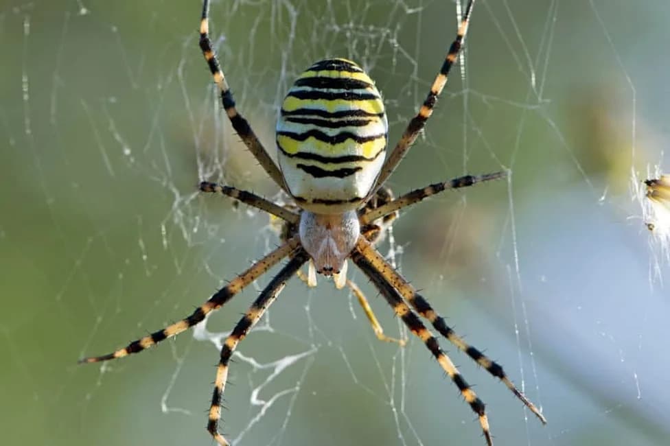 Wasp Spider 'Wendy' Reaches Northern England — First Confirmed Sighting in Cheshire