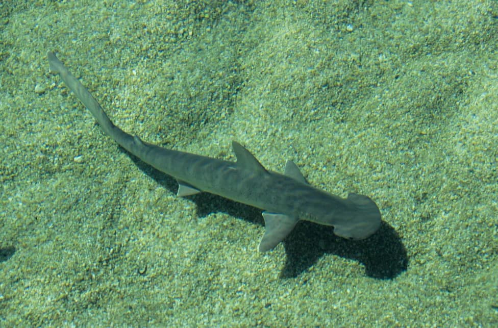 Biscayne Bay Designated a Rare Shark Nursery Near Miami — Scientists Sound Call For Stronger Protections