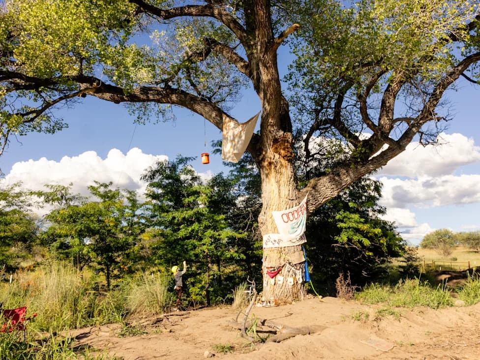 Border Agents Fell 'Grandmother' Cottonwood After 70-Day Tree Sit in Arizona