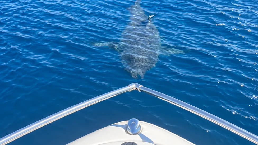 12-Foot Great White Tears Into Whale Carcass Off Malibu Pier — Shark Passes Boat; Kayaker Bitten Nearby